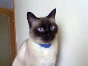 Cumpar sau iau spre adoptie