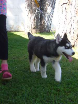 CRESCATOR VAND HUSKY SIBERIAN