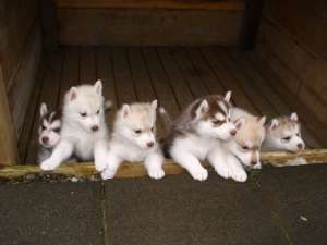 CRESCATOR VAND HUSKY SIBERIAN