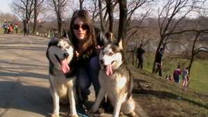 CRESCATOR VAND HUSKY SIBERIAN
