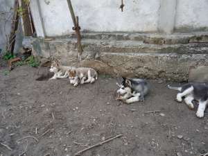 CATEI HUSKY