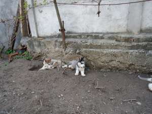 CATEI HUSKY