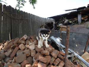 CATEI HUSKY