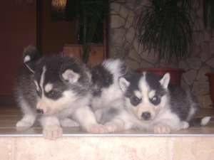 Husky siberian negru cu alb
