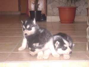 Husky siberian negru cu alb