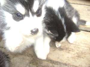 Husky siberian negru cu alb