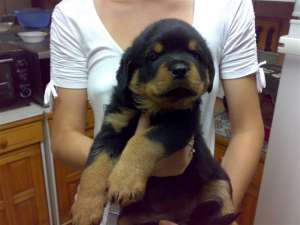 Pui Rottweiler de vanzare