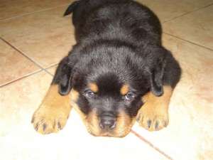 Pui Rottweiler de vanzare