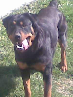 Vand pui rottweiler