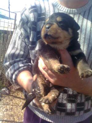 Vand pui rottweiler