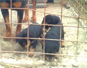 Vand pui rottweiler