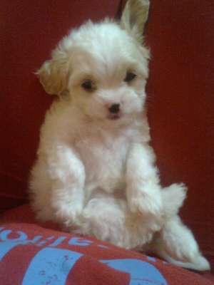 Vand pui bichon!!