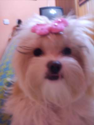 Vand pui bichon!!