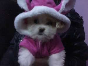 Vand pui bichon!!