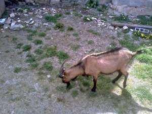 Tapi - capr� alpin� francez�