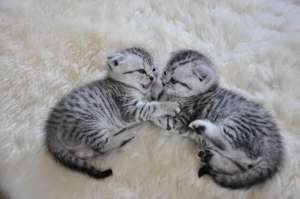 vand puisori british shorthair silver tabby