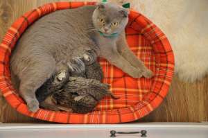 vand puisori british shorthair silver tabby