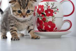 vand puisori british shorthair silver tabby