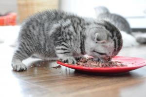 vand puisori british shorthair silver tabby