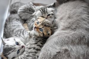 vand puisori british shorthair silver tabby