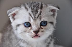vand puisori british shorthair silver tabby