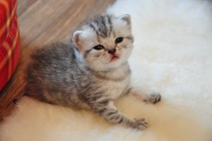 vand puisori british shorthair silver tabby