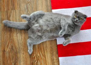 vand puisori british shorthair silver tabby