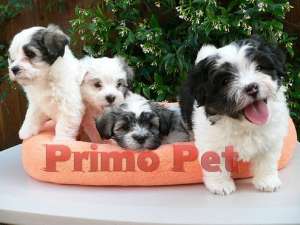 Puiuti Bichon Havanez de Vanzare
