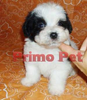 Puiuti Bichon Havanez de Vanzare