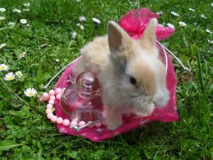 Vand iepurasi pitici de angora 0762648876