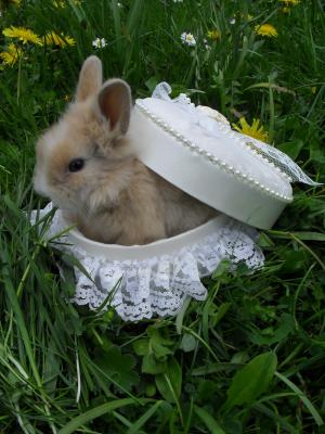 Vand iepurasi pitici de angora 0762648876