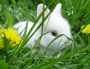 Vand iepurasi pitici de angora 0762648876