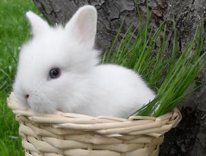 Vand iepurasi pitici de angora 0762648876