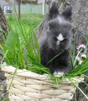 Vand iepurasi pitici de angora 0762648876