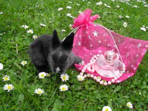 Vand iepurasi pitici de angora 0762648876