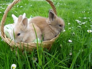 Vand iepurasi pitici de angora 0762648876