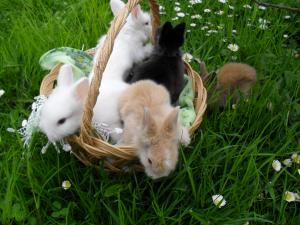 Vand iepurasi pitici de angora 0762648876