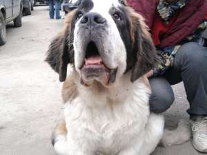 vand caine saint bernard