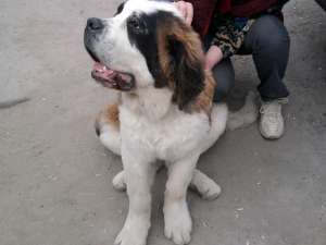 vand caine saint bernard