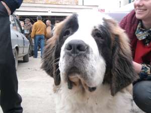 vand caine saint bernard