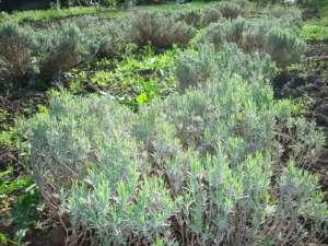 lavanda