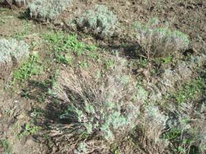 lavanda