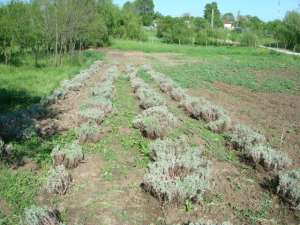 lavanda