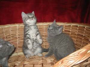 vand pisicute british shorthair
