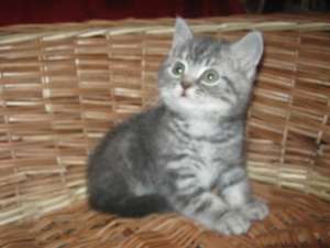vand pisicute british shorthair