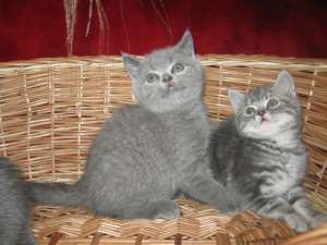 vand pisicute british shorthair