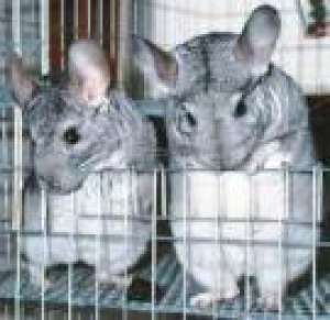 pui chinchila