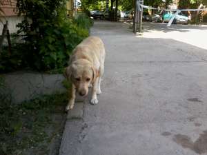 Gasit Labrador in zona Bucovina