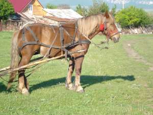 vand iapa galbena semigrea