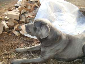 cane corso